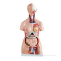 Durable Custom Educational Human Anatomy Models For School , Biology Teaching